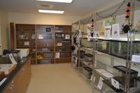 A room - including metal and wood shelving - inside the insect zoo