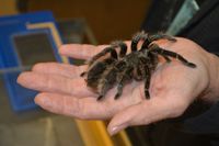 A tarantula sitting in the palm of a hand